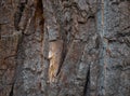 A very old tree bark texture on a big tree Royalty Free Stock Photo