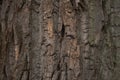 A very old tree bark texture on a big tree Royalty Free Stock Photo