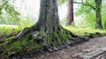 Amazing Tree Trunk and Roots covered in Moss. Royalty Free Stock Photo