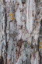 Very old tree with cracked bark, vintage wood background close-up, rough textured log surface overgrown with moss and lichen Royalty Free Stock Photo