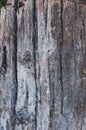 Very old tree with cracked bark, vintage wood background close-up, rough textured log surface overgrown with moss and lichen Royalty Free Stock Photo