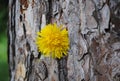 Very old tree with Dandelion 3 Royalty Free Stock Photo