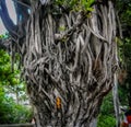Very old tree having lot of branches in Banaras India. Old tree of india. Old tree many branches