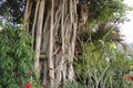 Very old tree having lot of branches in CairoEgypt. Old tree of india. Old tree many branches.