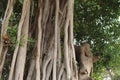 Very old tree having lot of branches in CairoEgypt. Old tree of india. Old tree many branches.