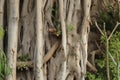 Very old tree having lot of branches in CairoEgypt. Old tree of india. Old tree many branches.