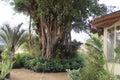 Very old tree having lot of branches in CairoEgypt. Old tree of india. Old tree many branches.