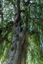 Very old tree in the middle of the park Royalty Free Stock Photo