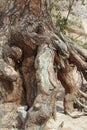 A very old tree root in a narrow canyon on Kasha-Katuwe/Tent Rocks National Monument