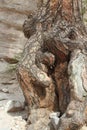 A very old tree root in a narrow canyon on Kasha-Katuwe/Tent Rocks National Monument