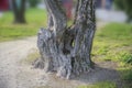 Very old tree trunk in the park Royalty Free Stock Photo