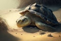 very old turtle basking in the sun on sandy beach