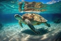 very old turtle swimming in crystal-clear blue water