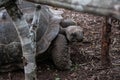 Very old Turtle. Zanzibar. Tanzania. Africa.