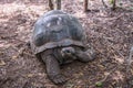 Very old Turtle. Zanzibar. Tanzania. Africa.