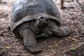 Very old Turtle. Zanzibar. Tanzania. Africa.