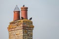 Very old twin chimney and pots seen atop a decaying and heavily weathered brick smokestack. Royalty Free Stock Photo