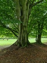 A very old twisted tree with many roots Royalty Free Stock Photo