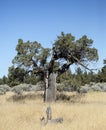 Very Old Western Hemlock, Oregon Badlands