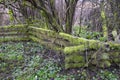 Ancient wooden moss covered farm fence