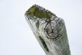 Very old wooden textured gatepost in a snowy field