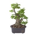 Very old yamadori Ulmus procera Royalty Free Stock Photo