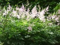 Ã¯Â¿Â½.Ã¯Â¿Â½.|. .Ã¯Â¿Â½.Pink Astilbe plant in garden setting with sunshine Royalty Free Stock Photo