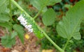 A Very Paralyzed Tomato / Tobacco Hornworm as host to parasitic braconid wasp eggs