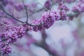 Very peri color mood in spring: Blossoms of Judas Tree on twigs in spring. Pink blooming judas tree in early spring. Royalty Free Stock Photo