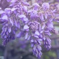 Very peri color mood in spring: Blossoms of wisteria on twigs in spring. Pink blooming Wisteria sinensis tree in early spring. Royalty Free Stock Photo