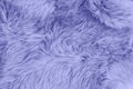 Very peri color sheep fur sheepskin rug background Wool texture Royalty Free Stock Photo