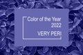 Very peri color of the year 2022. Leaves of perennial plant coleus, plectranthus scutellarioides
