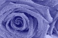 Very peri violet rose in water drops, closeup
