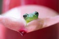 Very petite Spiney glass tree frog