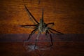 Very poisonous big spider fighting with dog hair on a wooden wall