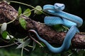 A very poisonous blue viper is on standby on a tree branch