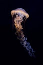 Very poisonous and dangerous jellyfish. Japanese Sea Nettle Chrysaora pacifica. Shot of a dangerous animal in a natural