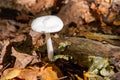 Destroying Angel mushroom