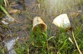 Very polluted river with paper glasses, plastic bottles and other garbage. Environmental protection, save environment Royalty Free Stock Photo