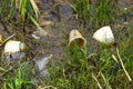 Very polluted river with paper glasses, plastic bottles and other garbage. Environmental protection, save environment Royalty Free Stock Photo