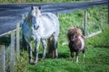 Very popular shetland pony Socks (Pony Dance Pony from TV commercial) with friend Highland horse at Scotland, Shetland Islands,