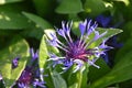 Very Pretty Bachelors Button Flower Blossom Up Close