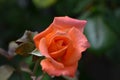 Very Pretty Blooming Orange Rose Blossom in a Garden Royalty Free Stock Photo