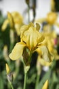 Very Pretty Blooming Yellow Bearded Iris Flowering