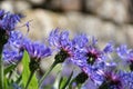 Very Pretty Blue Bachelor Button Flowering in a Garden