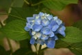 Very Pretty Blue Hydrangea Blossom Flowering in the Summer Royalty Free Stock Photo