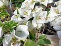 Very pretty and bright photo of white bougainvillea. With lush leaves With lush leaves