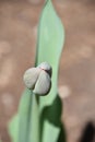 Very Pretty Budding Lone Tulip Flower in the Spring