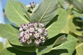 Very Pretty Cluster of Flowering Giant Milkweed Blossoms