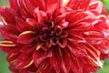 very pretty colored red dahlia garden flower from close Royalty Free Stock Photo